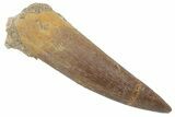 Fossil Plesiosaur (Zarafasaura) Tooth - Morocco #215841-1
